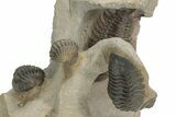 Crotalocephalus Trilobite With Three Reedops - Atchana, Morocco #210265-2